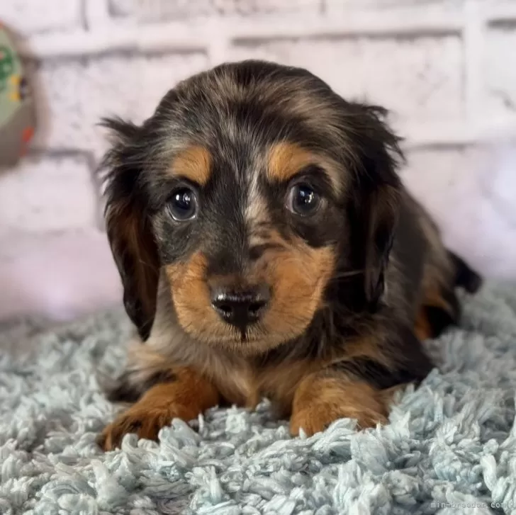 かよこ 様のお迎えした子犬