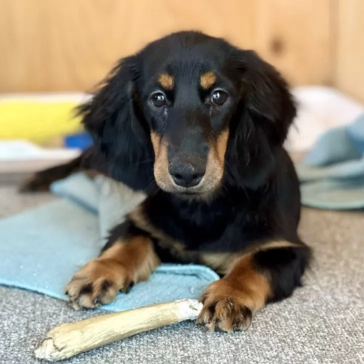 Y.Ｉ 様のお迎えした子犬