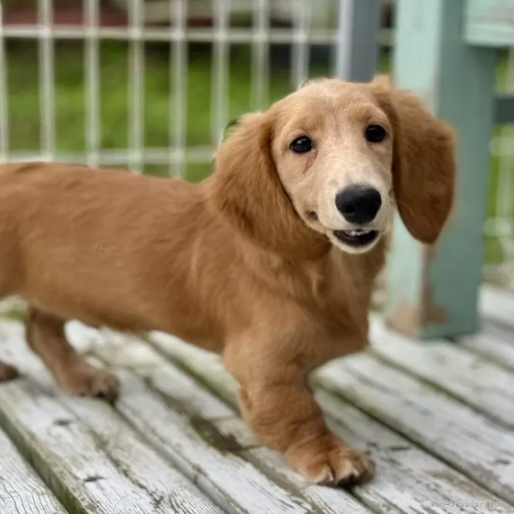 T.N 様のお迎えした子犬