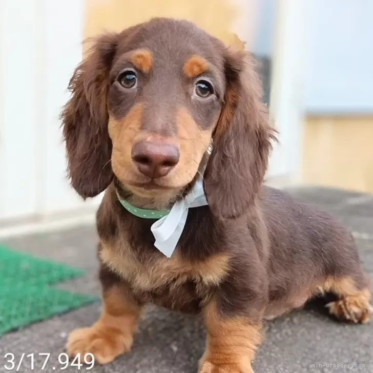 みやじ 様のお迎えした子犬