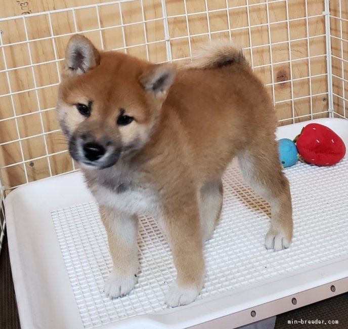 柴犬 埼玉県 女の子 年8月5日 赤 もふもふ みんなのブリーダー 子犬id 09