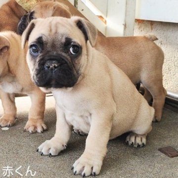 フレンチブルドッグ【埼玉県・男の子・2022年12月8日・フォーンブラックマスク】の写真「元気いっぱい♡」