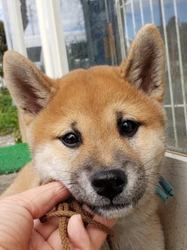 柴犬(標準サイズ)【埼玉県・男の子・2020年8月5日・赤】の写真「もふもふ♡」