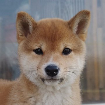 柴犬(標準サイズ)【埼玉県・女の子・2023年1月6日・赤】の写真「かまってちゃん♡」