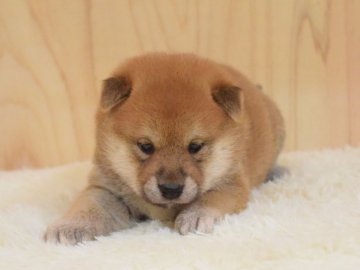 柴犬(標準サイズ)【埼玉県・女の子・2019年8月8日・赤】の写真「むちむちコロコロ♡」