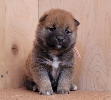 柴犬(標準サイズ)【埼玉県・女の子・2021年2月4日・赤】の写真「もふもふ♡」