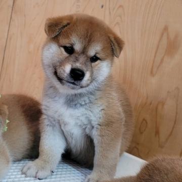 柴犬(標準サイズ)【埼玉県・女の子・2022年7月28日・赤】の写真「もふもふ♡」