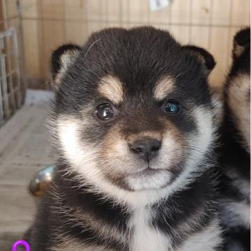 柴犬(標準サイズ)【埼玉県・女の子・2022年7月21日・黒】の写真「もふもふ♡」