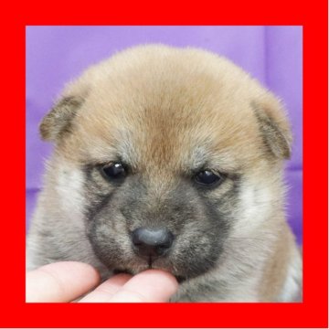 柴犬(標準サイズ)【徳島県・女の子・2025年3月7日・赤】の写真「●●徳島と愛知と千葉でのご見学が可能です●●」
