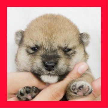 柴犬(豆柴)【徳島県・男の子・2025年10月5日・赤】の写真「豆柴●●徳島と愛知と千葉でのご見学が可能です」