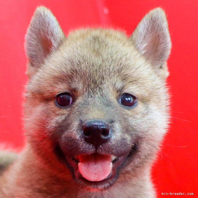 柴犬 徳島県 女の子 22年7月6日 赤 無料お届け地域拡大 みんなのブリーダー 子犬id 27