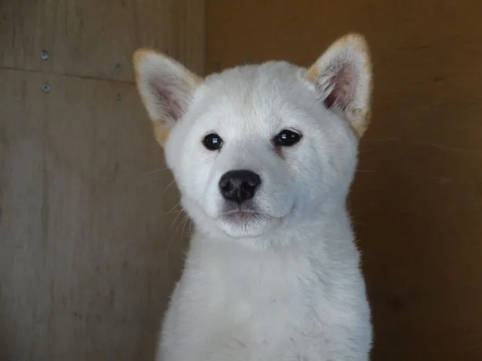 柴犬(標準サイズ)【徳島県・男の子・2014年1月30日・白】の写真1