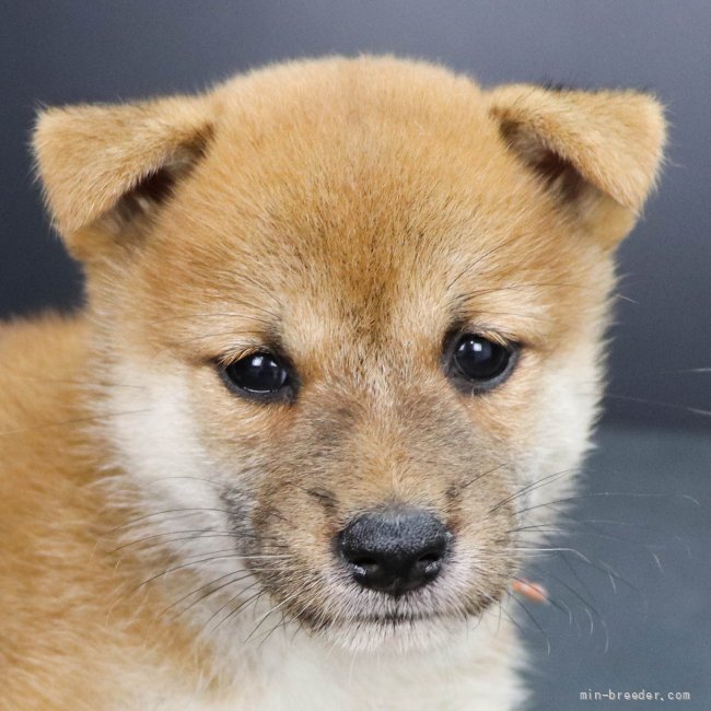 柴犬 徳島県 女の子 21年7月23日 赤 セプテンバーキャンペーン中 無料お届け対象犬 みんなのブリーダー 子犬id 2108