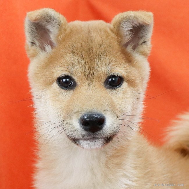 柴犬 徳島県 女の子 21年12月23日 赤 かわいいお茶目ガール みんなのブリーダー 子犬id 23