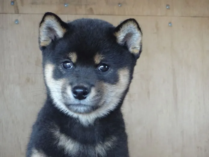 柴犬(標準サイズ)【徳島県・男の子・2014年3月10日・黒】の写真1