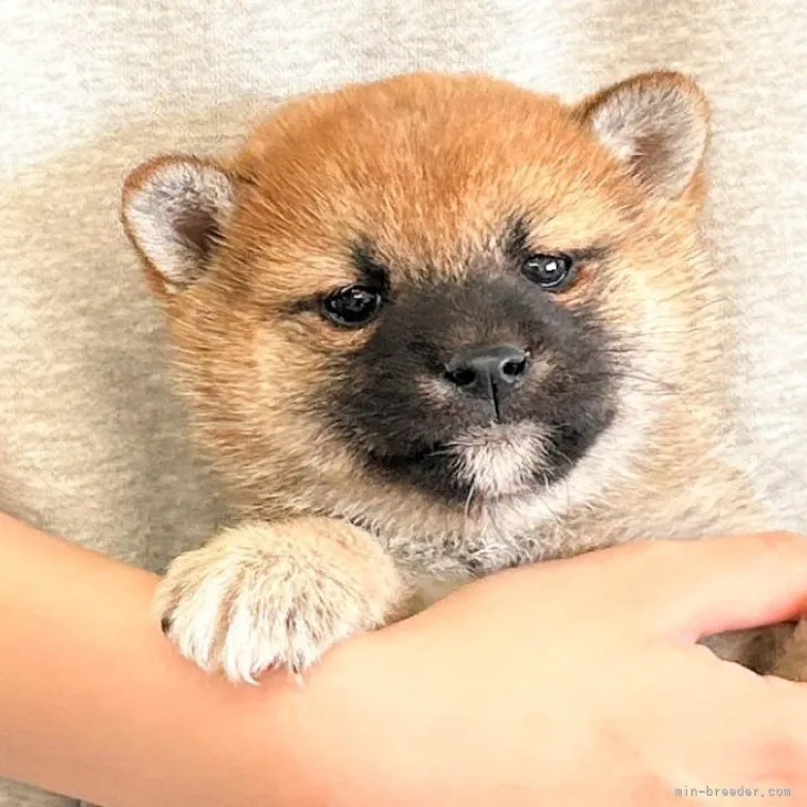 柴犬(標準サイズ)【徳島県・女の子・2023年1月10日・赤】の写真1「3月14日撮影」