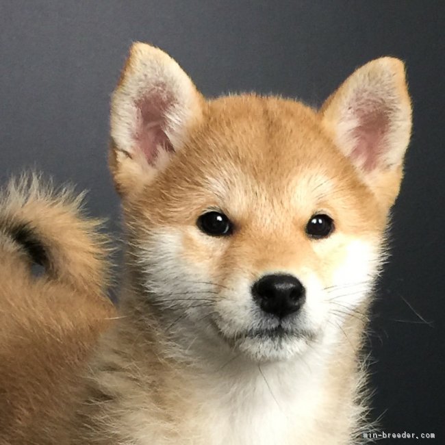 柴犬 徳島県 女の子 18年8月30日 赤 無料お届け対象犬 みんなのブリーダー 子犬id 1810