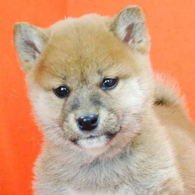 柴犬(標準サイズ)【徳島県・男の子・2022年1月30日・赤】の写真1「3月20日撮影」