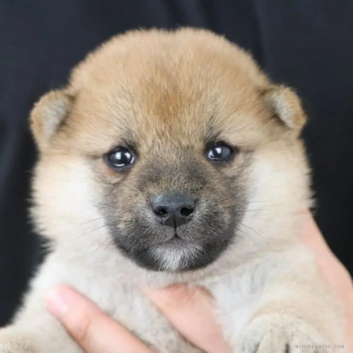 柴犬(標準サイズ)【徳島県・女の子・2022年5月17日・赤】の写真1「6月16日撮影」