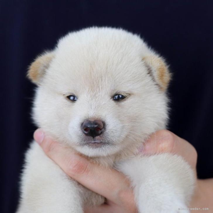 柴犬 徳島県 女の子 22年6月17日 白 無料お届け地域拡大 みんなのブリーダー 子犬id 27