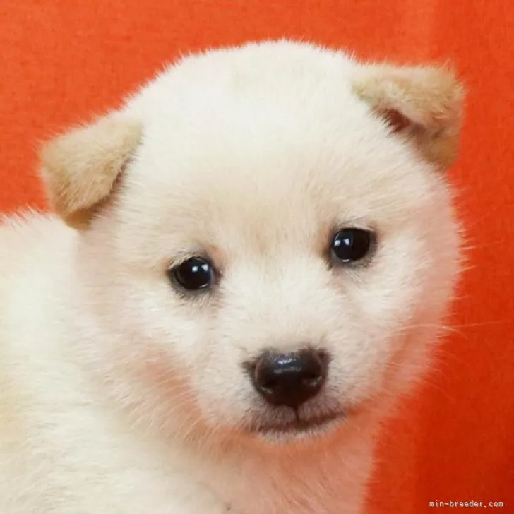 柴犬(標準サイズ)【徳島県・女の子・2022年6月22日・白】の写真1「7月27日撮影」