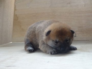 柴犬(標準サイズ)【徳島県・男の子・2014年2月18日・赤】の写真「成長の楽しみな柴犬男子」