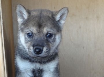 柴犬(標準サイズ)【徳島県・男の子・2014年3月30日・胡麻】の写真「珍しい毛色の胡麻柴男子」