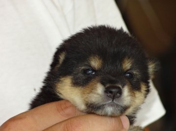 柴犬(標準サイズ)【徳島県・女の子・2013年7月19日・黒】の写真「●プリプリプリティ黒柴ガール●」