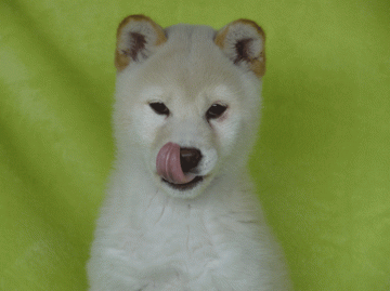 柴犬(標準サイズ)【徳島県・女の子・2012年9月21日・白】の写真「」