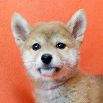 柴犬(標準サイズ)【徳島県・女の子・2022年4月23日・赤】の写真「元気で人懐こい女の子です。」