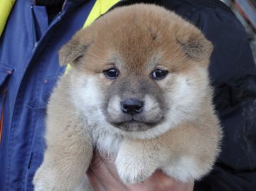 柴犬(標準サイズ)【徳島県・男の子・2013年12月16日・赤】の写真「ムクムクナイスバディ」