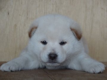 柴犬(標準サイズ)【徳島県・女の子・2014年3月7日・白】の写真「しろくまさんな白柴女子」