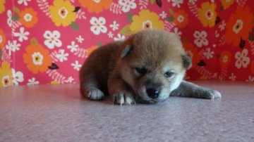 柴犬(標準サイズ)【徳島県・男の子・2014年7月24日・赤】の写真「美形予想の柴犬男子」