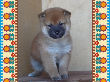 柴犬(標準サイズ)【徳島県・男の子・2013年10月11日・赤】の写真「空前絶後のもっちり男子」