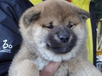 柴犬(標準サイズ)【徳島県・男の子・2013年12月16日・赤】の写真「ムクムクイケメン」