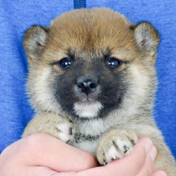 柴犬(標準サイズ)【徳島県・男の子・2022年1月30日・赤】の写真「四国・関西・中国地方無料でお届け！」