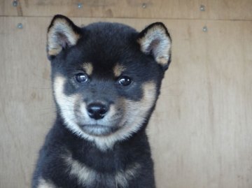 柴犬(標準サイズ)【徳島県・男の子・2014年3月10日・黒】の写真「イケメン予想の黒柴ボーイ」