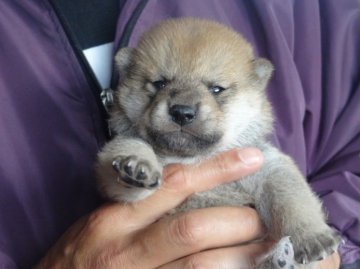 柴犬(標準サイズ)【徳島県・女の子・2014年1月26日・赤】の写真「可愛いふっくらベイビー」