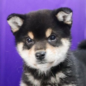 柴犬(標準サイズ)【徳島県・男の子・2023年12月31日・黒】の写真「●●愛知と徳島と千葉でのご見学が可能です●●」