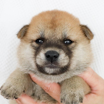 柴犬(標準サイズ)【徳島県・男の子・2022年5月13日・赤】の写真「【無料お届け対象犬】」