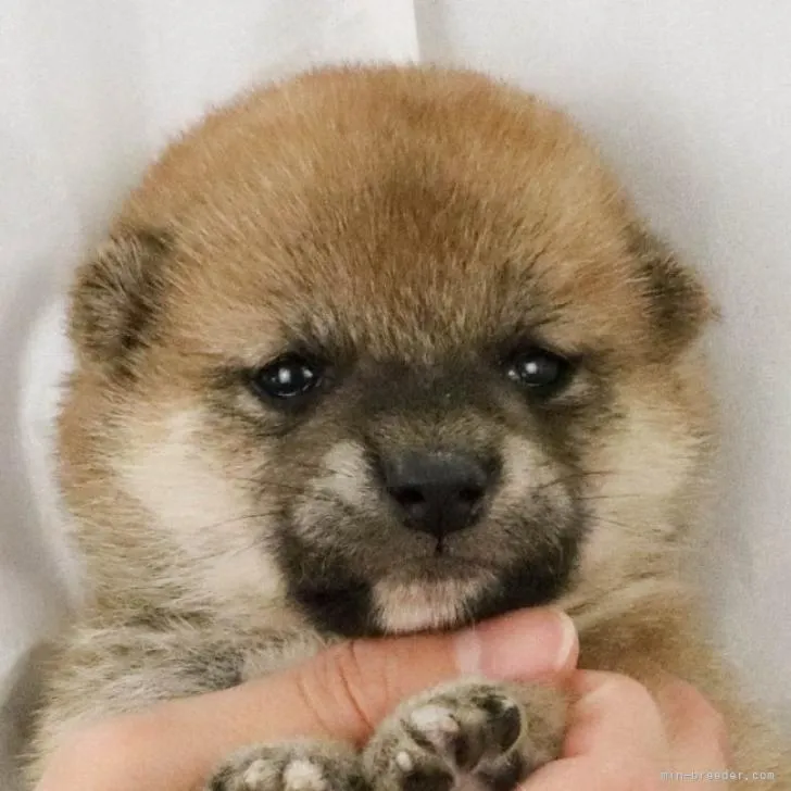 柴犬(標準サイズ)【徳島県・女の子・2022年9月25日・赤】の写真1「10月19日撮影」