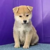 柴犬(標準サイズ)【徳島県・男の子・2023年10月3日・赤】の写真2「12月2日撮影」