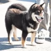 柴犬(標準サイズ)【徳島県・男の子・2023年9月16日・黒】の写真3「人懐こく、遊び好きです」