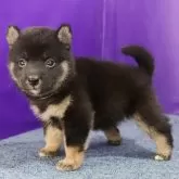 柴犬(標準サイズ)【徳島県・女の子・2024年6月29日・黒】の写真3「ご飯が大好き！」