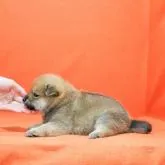 柴犬(標準サイズ)【徳島県・女の子・2022年5月26日・赤】の写真3「6月20日撮影」