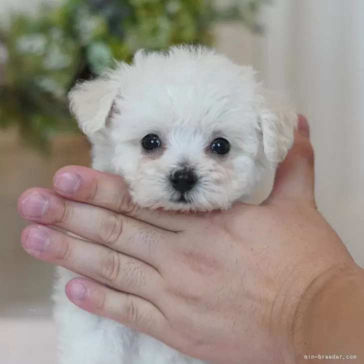 H.T 様のお迎えした子犬