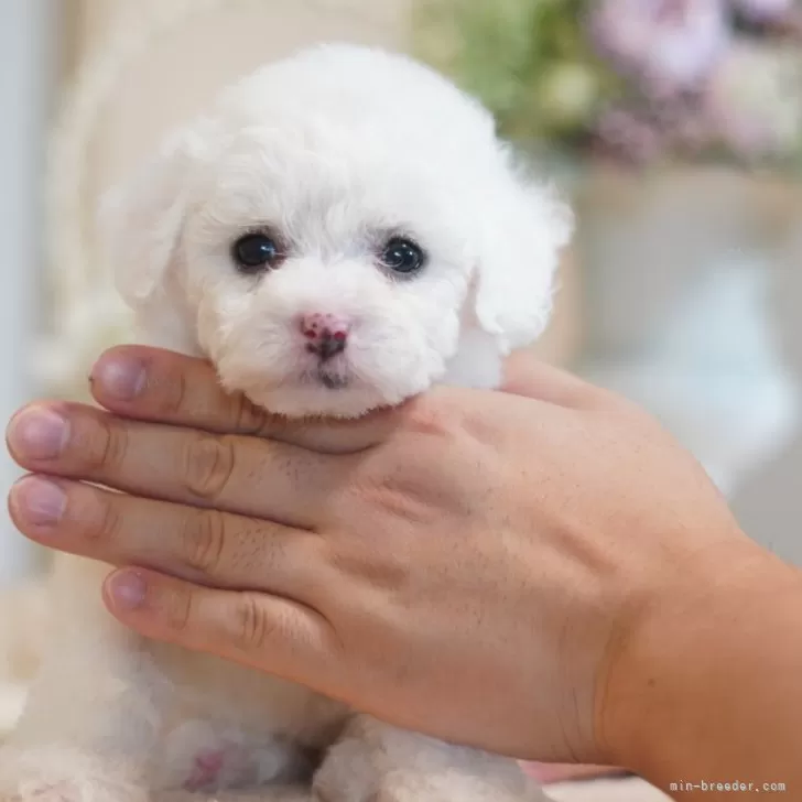 Y.S 様のお迎えした子犬