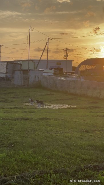 伊藤　秀和(いとう　ひでかず)ブリーダー(北海道・トイプードルなど・JKC登録)の紹介写真6