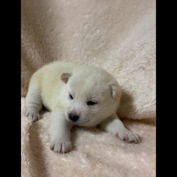 柴犬(標準サイズ)【北海道・男の子・2024年12月14日・白】の写真「お鼻も黒いムチムチな可愛い男の子💕」