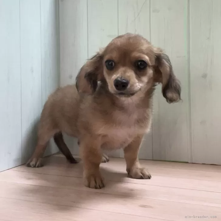 空（そら） 様のお迎えした子犬